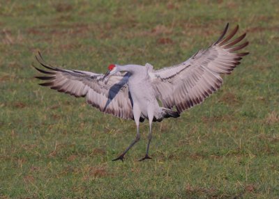 Birds of Indiana