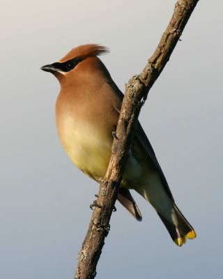 Cedar Waxwing