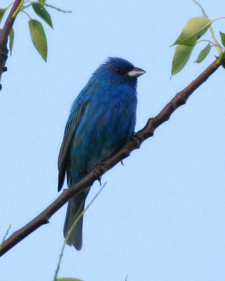 Indigo Bunting