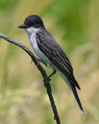 Eastern Kingbird