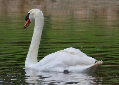 Mute Swan