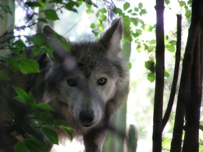 Lobo Mexicana, the Mexican Wolf