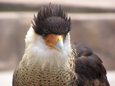 Caracara