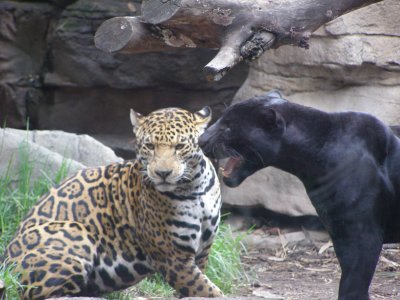 Jaguars