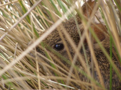 Teporingo, the endangered Volcano Rabbit