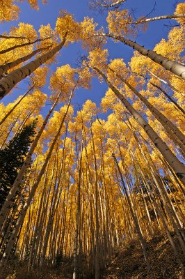 Aspens Overhead 1