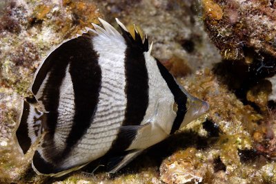 Banded Butterflyfish