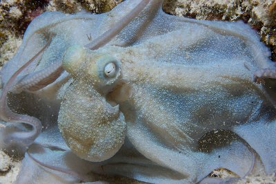 Octopus