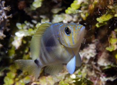 Barred Hamlet