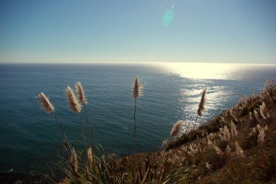 Coastal grasses near Ft. Ross