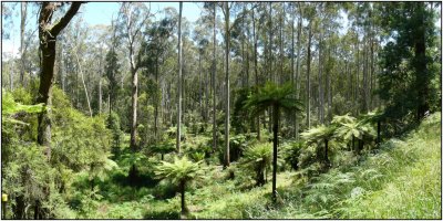 The Black Spur