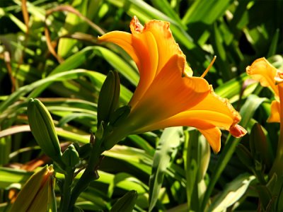 Day Lily No. 5