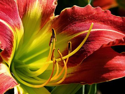 Day Lily No. 7