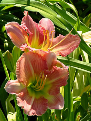 Day Lily No. 6