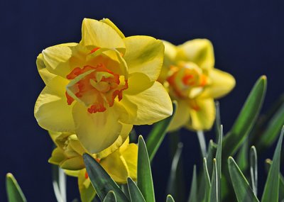Tahiti Daffodils