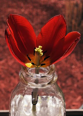 Revealed Tulip
