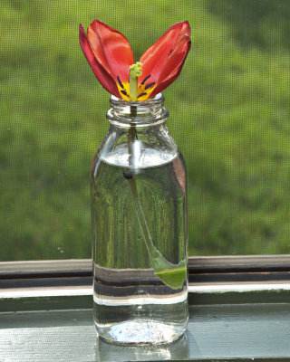 Bottled Tulip