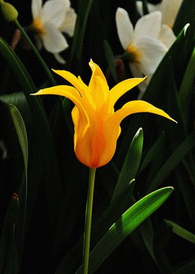 Yellow Tulip Textured