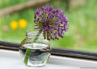 Allium in the Window