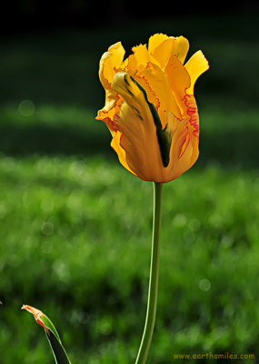 Long Tall Tulip