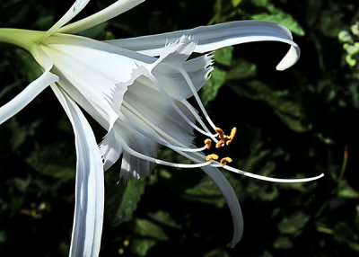 Peruvian Daffodil Closeup