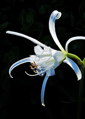 Peruvian Daffodil White Ribbons