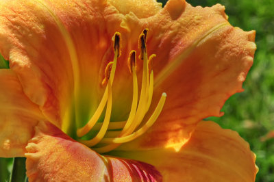 Day Lily No 1