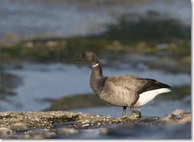 Brent Goose