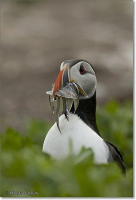 DSC3611 puffin.JPG