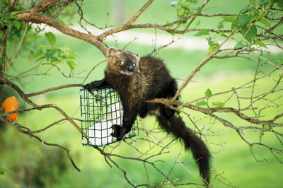 A Fisher Cat Photo Gallery by Daniel Keefe at