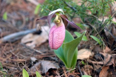 Lady slippers