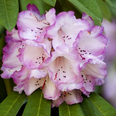 Looks like a rhododendron