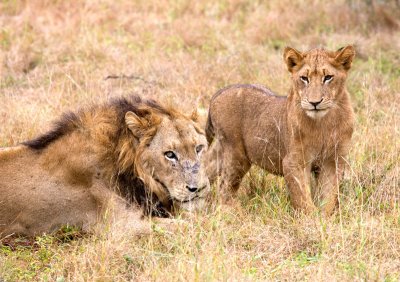 Cats Of Lion Sands