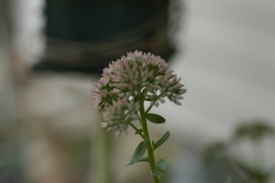 flower 2.jpg