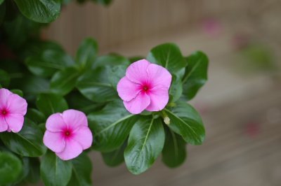 vincas.jpg