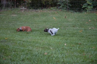 Darla and Champ.jpg