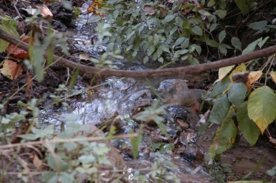 water - fast shutter.jpg