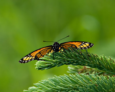 Monarch on pine branch
