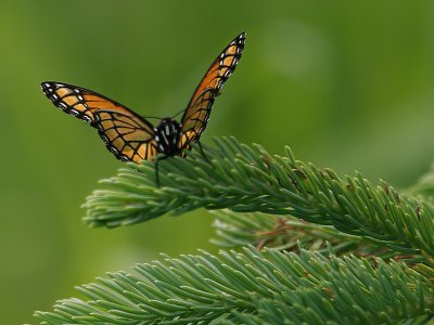 Monarch on pine branch II