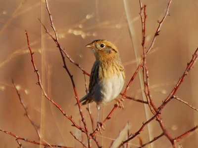 Le Conte's Sparrow - DSC_3215.jpg