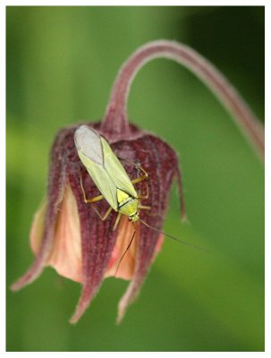 Miridae sp.