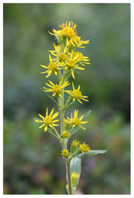 Solidago virgaurea