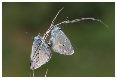 Polyommatus semiargus