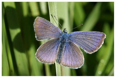 Lycaenidae sp.