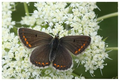 Aricia agestis