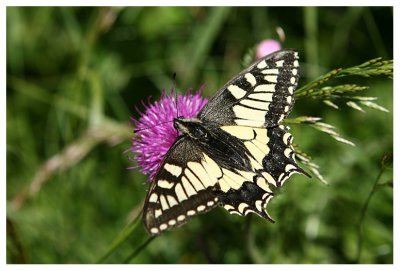 Papilio machaon