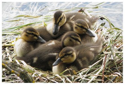 Ducklings