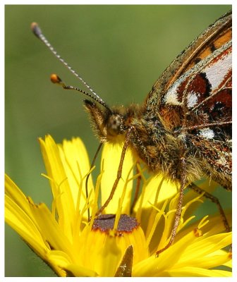 Boloria titania