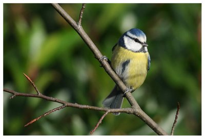 Blue Tit