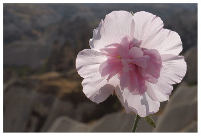 Alcea rosea